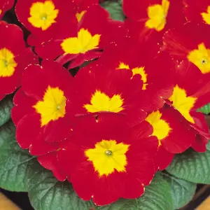 Polyanthus Red Bedding Plants - Vibrant Blooms (6 Pack)