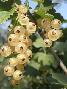 5 Witte Hollander White Currant / Ribes Rubrum 'Witte Hollander', Multi-stemmed 3FATPIGS