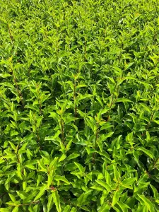 Portuguese Laurel Hedging Plants x15 7-8ft Full Pallet of Rootball Trees