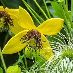 Clematis Bill MacKenzie Yellow Flowering Vine Climbing Plant 60cm Cane 3L Pot