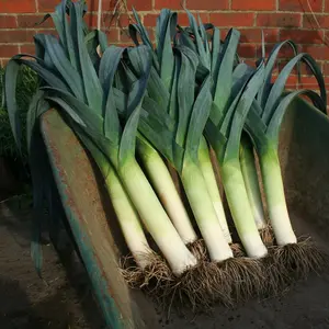 Leek Lancaster F1 1 Seed Packet