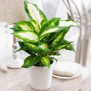 Dieffenbachia 'Camilla' - Lush Foliage Plant for Indoor Environments, Easy Care, Air-Purifying (20-30cm)