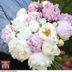 Peony Cut Flower Mix 6 Bare Root Plants