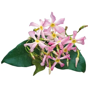 Trachelospermum Pink Showers Pink Flowering Vine Climbing Plant 60cm Cane 3L Pot