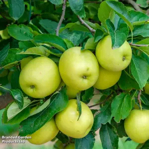 Dwarf Patio Apple Tree - Apple (Malus) Mini Yellow Golden 9cm Potted Plant x 1