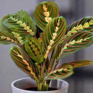 Maranta Fascinator - Tricolour Prayer Plant In 12cm Pot - 20-30cm In Height