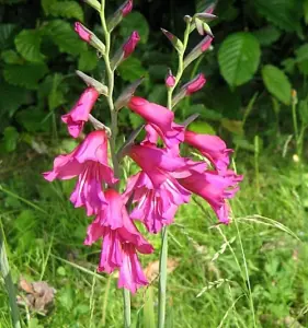 Boston Seeds Gladioli byzantinius Bulbs (200 Bulbs)