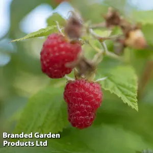 Grow Your Own Fruit  Raspberry Cascade Delight 1 Long Cane