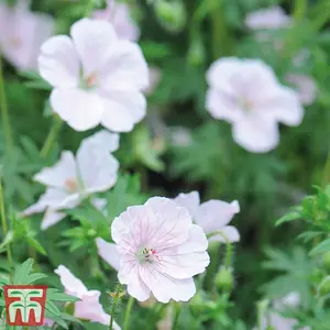 Geranium Mixed 10 Bare Roots Plants