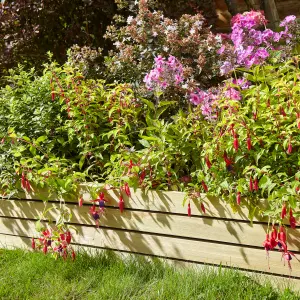 Rowlinson Ledbury 8" Border Edging - 2 Pack