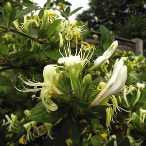 Honeysuckle Lonicera Japonica Halliana 3 Litre Potted Plant x 3