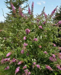 Buddleja hybrida Pink Cascade - 1L pot