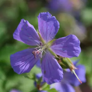 Gravetye Cranesbill Perennials Flowering Plants Geranium Himalayense 2L Pot