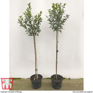 Holly Tree 'Green Alaska' Standard - 2 Litre Potted Plant x 1