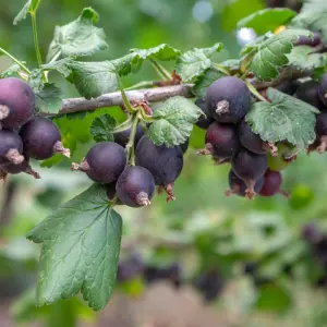 3 x Jostaberry Bushes (Ribes x nidigrolaria) in 9cm Pots - 35-45cm in Height - Gooseberry/Blackcurrant Hybrid