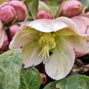 Helleborus 'Winter Sunshine' Elegant Winter-Blooming Hellebore (20-30cm, 3L Pot)