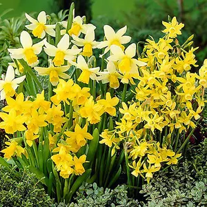 Narcissus Miniature Bulbs, Pack of 35, Spring Flowering