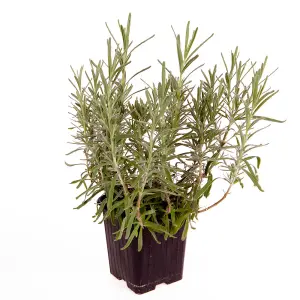 English Lavender 'Hidcote' Hedging (6 x 9cm pots)