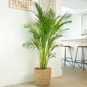 House Plant - Areca Palm - 10 cm Pot size - 30-40 cm Tall - Dypsis Lutescens Chrysalidocarpus - Indoor Plant