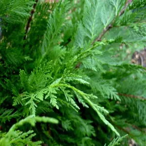 Leylandii Green Garden Plant - Golden Foliage, Compact Size (30-50cm, 25 Plants)