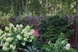 Hydrangea paniculata 'Unique' 1.5L Pot, With Stunning Conical Flowers 3FATPIGS