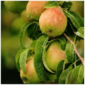 Dwarf Patio Beurre Hardy Pear Tree, Ready to Fruit, Full & Distinctive Flavour 3FATPIGS