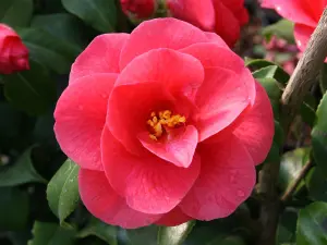 3 x Camellia Japonica Mix in 9cm Pots - Mixed Varieties