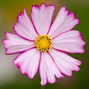 Cosmos bipinnatus Dwarf Purple Picotee 1 Seed Packet