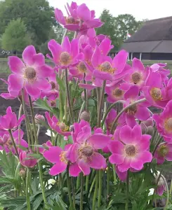 Anemone Spring Beauty Pink - 3 plants in 9cm pots