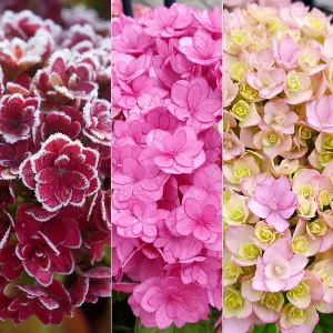 You & Me Together Outdoor Shrub Plant Hydrangea Macrophylla 2L Pot