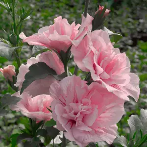 Hibiscus syriacus 'Pink Chiffon' in 9cm Pot - Beautiful Blousy Petals - Ready to Plant in The Garden