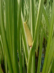 Lincolnshire Pond Plants Ltd Marginal Plants - Pond Plants (Acorus Calamus) - 3x Plugs