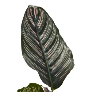 Verve Calathea pinstripe in Natural Seagrass Decorative pot 19cm