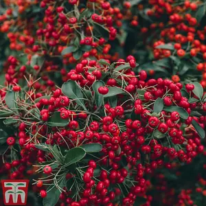 Pyracantha Red Column 3 Litre Potted Plant x 1