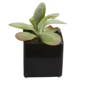 GoodHome Square Succulent in Assorted Ceramic Decorative pot 5.5cm