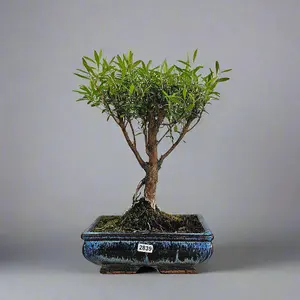 Brush Cherry (Syzygium) Bonsai Tree - Broom - In 20cm Pot