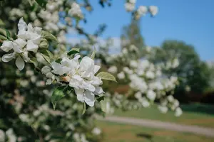 2-3ft Crab Apple (Malus Sylvestris) Grade A Bare Root Hedge Hedging Plants Tree Sapling - Pack of 10