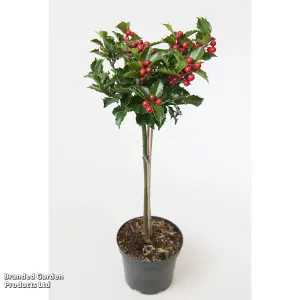 2 Holly Trees - 'Blue Maid' Standard - 2 Litre Potted  Plants - Festive Doorstep - Easy Care - Evergreen