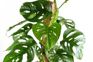 Monstera Monkey Leaf on Moss Pole - 70-80cm inc Pot - Instant Impact Plant