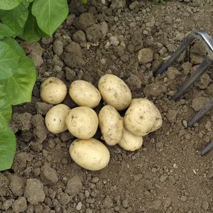 Grow Your Own Vegetables - Potato Pentland Javelin 2kg