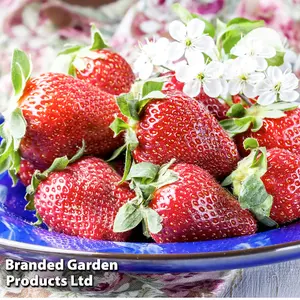 Strawberry (Fragaria) Korona 12 Bare Roots - Outdoor Fruit Plants for Gardens, Pots, Containers