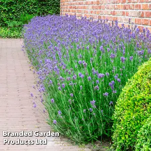 Lavender Munstead 1 Packet (110 Seeds)