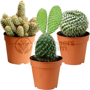 Cactus Plant Mix - Indoor Plant Mix for Home Office, Kitchen, Living Room in Pots (3 plants)