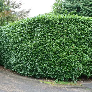 Cherry Laurel Prunus Hedging Plant Rotundifolia 10x Bare Root Plants 40cm - 60cm