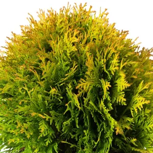 Gardeners Dream Thuja Amber Glow (9cm)