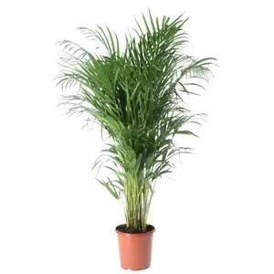 Verve Butterfly palm in Terracotta Plastic Grow pot 19cm