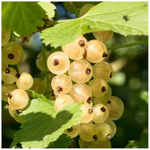 5 Witte Hollander White Currant / Ribes Rubrum 'Witte Hollander', Multi-stemmed 3FATPIGS