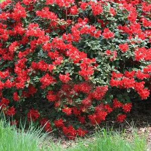 Rhododendron Scarlet Wonder Garden Plant - Scarlet Red Blooms, Compact Size, Hardy (15-30cm Height Including Pot)