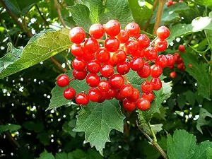 2-3ft Guelder Rose (Viburnum Opulus) Field Grown Bare Root Hedging Plants Tree Sapling - Pack of 10