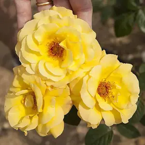 Rose 'Arthur Bell' bare root (yellow)